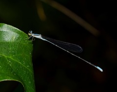 Aciagrion