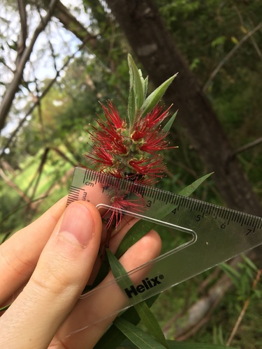 Image of Melaleuca linearifolia by (c) Thomas Mesaglio, some rights reserved (CC BY)