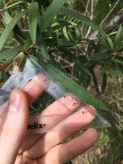 Melaleuca linearifolia