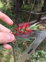 Melaleuca linearifolia
