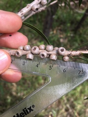 Melaleuca linearifolia