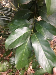 Cryptocarya onoprienkoana