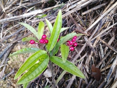 Ardisia lindleyana