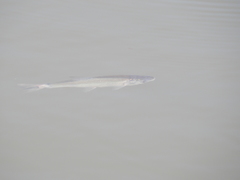 Ptychocheilus oregonensis