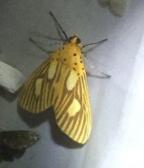 Asota orbona