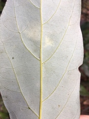 Cryptocarya onoprienkoana