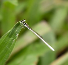 Agriocnemis lacteola