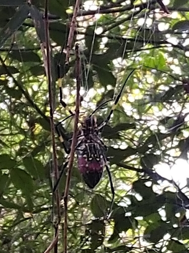Joro Spider