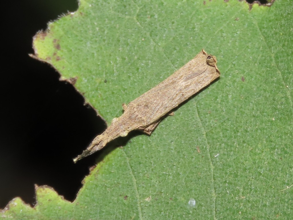 Nacolus