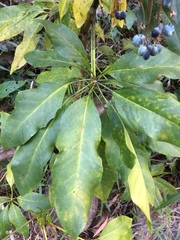 Mackinlaya macrosciadea