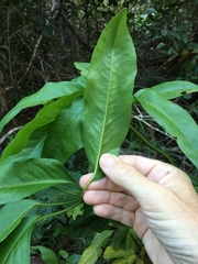 Mackinlaya macrosciadea