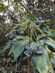 Mackinlaya macrosciadea