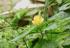 Eurema blanda