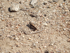 Cratypedes neglectus