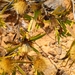 Vernonia rochonioides - Photo (c) Solofo Eric Rakotoarisoa,  זכויות יוצרים חלקיות (CC BY-NC), הועלה על ידי Solofo Eric Rakotoarisoa