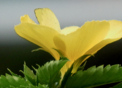 Eurema blanda