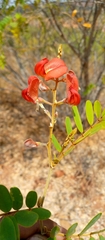 Pyranthus alasoa