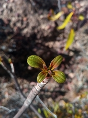 Dichaetanthera