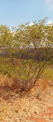 Pyranthus alasoa