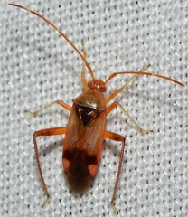 Pseudomegacoelum beckeri