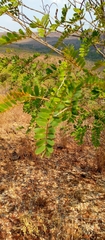 Pyranthus alasoa