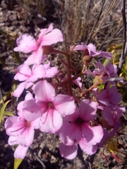 Dichaetanthera