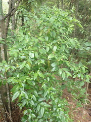 Geniostoma ligustrifolium ligustrifolium