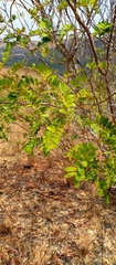 Pyranthus alasoa