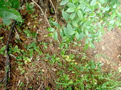 Geniostoma ligustrifolium ligustrifolium