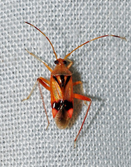 Pseudomegacoelum beckeri