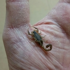 Centruroides vittatus