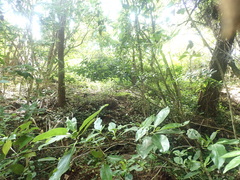 Coprosma macrocarpa minor