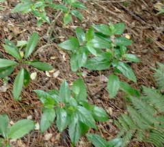 Geniostoma ligustrifolium ligustrifolium