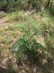 Grevillea robusta