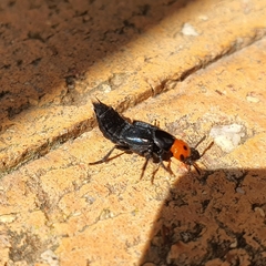 Creophilus erythrocephalus