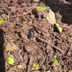 Creophilus erythrocephalus