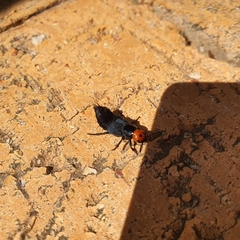 Creophilus erythrocephalus