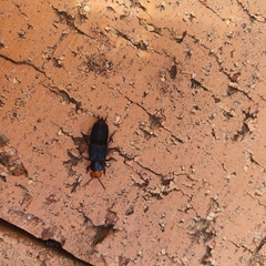 Creophilus erythrocephalus
