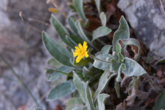 Hieracium tomentosum