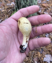 Rhopalogaster transversarius