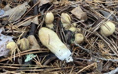 Rhopalogaster transversarius