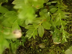 Mnium stellare