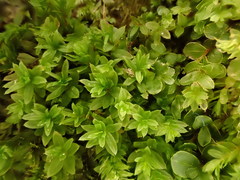 Mnium stellare