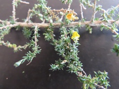 Aspalathus stricticlada