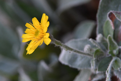 Hieracium tomentosum
