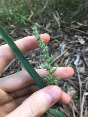 Echinopogon caespitosus