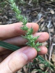 Echinopogon caespitosus