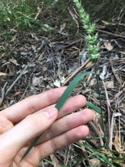 Echinopogon caespitosus