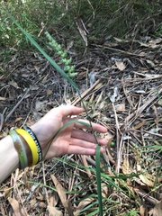 Echinopogon caespitosus