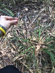 Echinopogon caespitosus